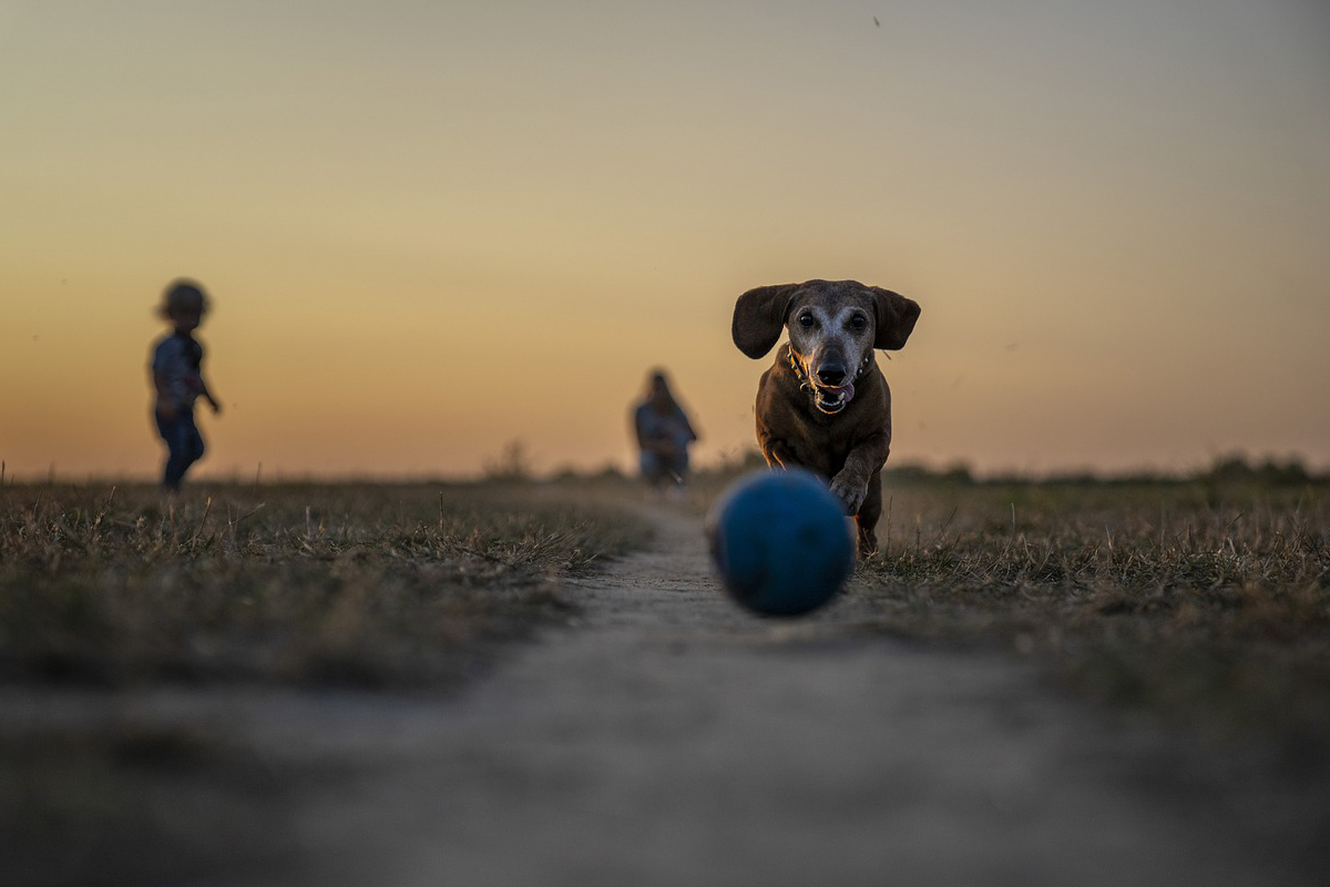 diversão com seu cão