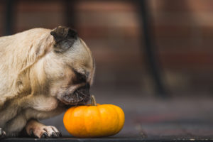 petiscos para cães