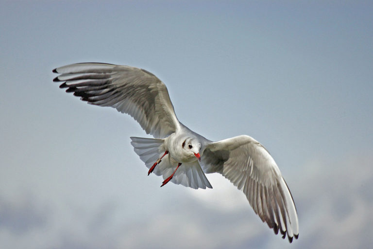 curiosidades sobre aves