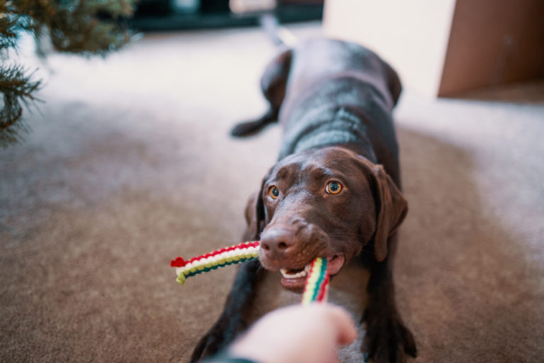 Brinquedos para pets